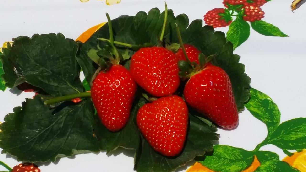B&B Casa Vacanza Cioffi Vico Equense Zewnętrze zdjęcie
